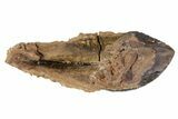 Rooted Triceratops Tooth - South Dakota #70134-1
